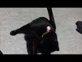 変な動きをする猫　Cat move