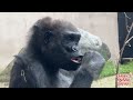 Baby Gorilla - Jameela #17 with the rest of her Troop                    #gorillas