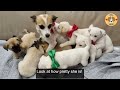 Pregnant Mother Dog Climbs The Wall, Raising Her Head For Help