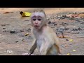 Where is mom, I'm hungry. poor baby monkey.  viral monkey video. wild animals. gorgeous baby monkey