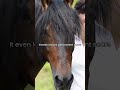 ⚠️WARNING IMAGES OF HORSE ABUSE⚠️ Spanish Noseband Awareness Video!