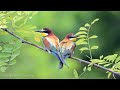 Gentle healing music for health and calming the nervous system, deep relaxation #1