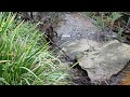 Relaxing water stream from Katoomba NSW | Waterway after heavy rainfall