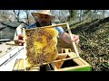 How to Split a Honeybee Colony in a Layens Horizontal Hive #honeybee #beekeeping #horizontalhive
