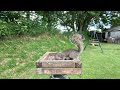 20 Minutes of British Bird Table. 4K / 2X Speed. Jackdaws, Ravens, Magpies and Squirrels.
