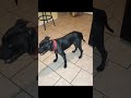 2 Vicious Kennels (2VK's)- Gamebred APBT's over the years pt.2