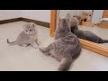 The kitten who got excited when she saw herself in the mirror for the first time was so cute...