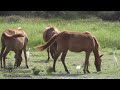 World Of Nature  Wild Elephants Spotted Deer Giant Gecko Wild Horses Wild Buffaloes Cattle Egret