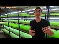 How to Grow Sunflower Microgreens FULL WALKTHROUGH + Tips & Tricks with Donny Greens
