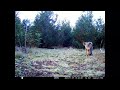Trail camera series. November  episode 2 and the best. Coyote eating a racoon, deer and more