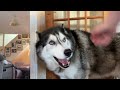 Husky Won’t Let His NAN IN The HOUSE!