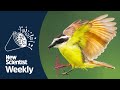 Do birds dream? | New Scientist Weekly podcast 246