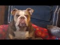Pretty English Bulldog wakes up after pretending to be asleep & sits up Cute British Bulldog