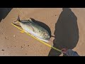 Jack Attack and (Cruising Shark) surf fishing Padre Island National Seashore