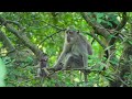 Amazon 4k - The World’s Largest Tropical Rainforest -  Scenic Relaxation Film with Calming Music