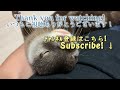 Luxury Travel with Otters [Otter Life Day 805]