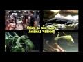 BEARDED DRAGONS! Pet Reptiles with EvanTubeHD & AnimalBytesTV!
