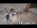 初めて赤ちゃんが大型犬に触れたら事故が起きました。