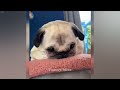 Funniest Animals 2024 😂 Best Funny Cats and Dogs 😻🐶 Part 07 | Cute Baby Animals