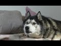 Innocent Husky Until Caught RED PAWED! He Has Excuses!