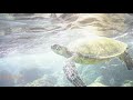 Hawaii green sea turtles