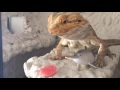 Travelling with a bearded dragon to ITALY to the beach