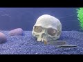 New 3 Feet Fish Tank Setup & Adding Fish! | Aquarium Decoration