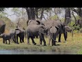 Animal Wildlife In 4K ULTRA HD - Amazon Rainforest Jungle | Scenic Wildlife Film With Calming Music