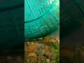 ikan unik transparan sebening kaca 👍