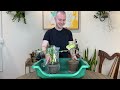 How To Propagate A Variegated Monstera | Houseplant Tips & Tricks Ep. 24