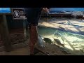 feeding stingray