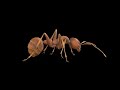 Ant walking Stayin' alive