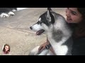 Vlog#31 TrueLove @ Neverland Bangkok #neverland #bangkok #huskies #dogs