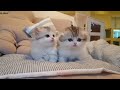 So many cute kittens videos compilation 2023