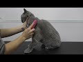 Today I groomed a cat on drugs | One of the funniest cats I've ever met
