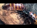 Male and Female Madagascar Hissing Cockroaches