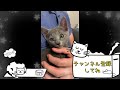 【可愛い！】遊んでアピールをされたら兄猫はどうする？