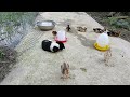 Guilty Dog and cat is so funny🤣🦮Try Not to Laugh😁2024