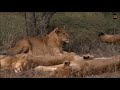 Safari Live : The Nkuhuma Pride on drive this morning with Brent May 05, 2018