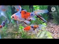 The Best of the Best AAA.  Show Quality Shubunkin Goldfish  Produced including Before/After