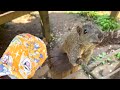 I visited a popular Tokyo spot where 200 Taiwan Squirrels live free-range! Machida Squirrel Garden