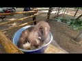 Baby elephant first bath😍😍😍♥♥