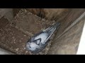 Information for new Cockatiel breeder । নতুন কোকাটিয়েল ব্রিডার দের জন্য গুরুত্বপূর্ণ তথ্য।