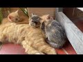 Mèo con dễ thương - Cat cute cat cate - cat so cute | @Fat_rebels