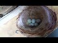 Canary breeding/ update 2