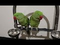 Amazing parrot video