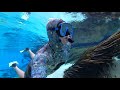 Weeki Wachee Snorkeling - Exploring in Crystal Clear Water