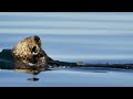 Cute otters intimately filmed by spy camera | Spy in the Wild - BBC
