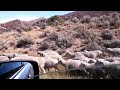 Rural Colorado Traffic