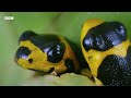 Two Hours of 4K Nature Scenes | 4KUHD | BBC Earth
